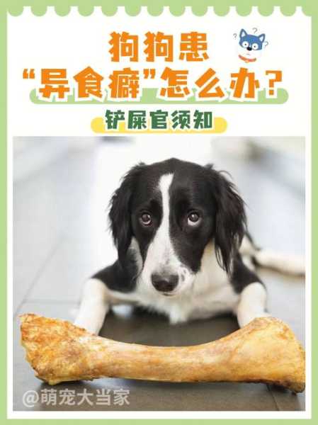 狗狗异食癖什么意思（狗狗异食癖怎么解决）