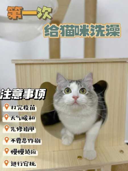 猫咪怎么洗澡不会咬人（怎么给猫洗澡猫不反抗）