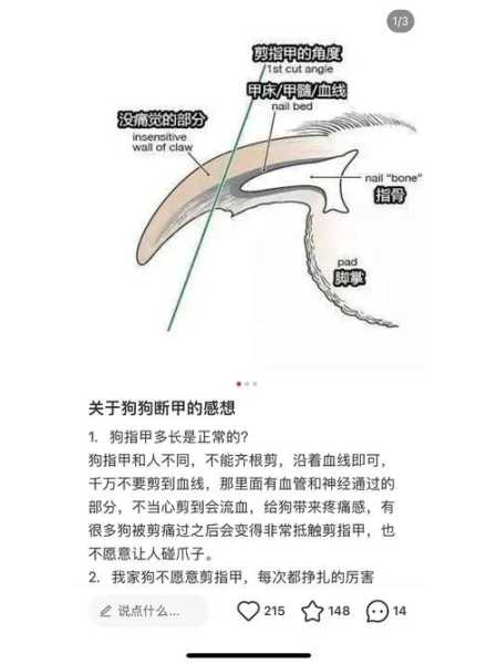 如何正确的给狗狗修剪指甲（狗狗怎样修剪指甲）