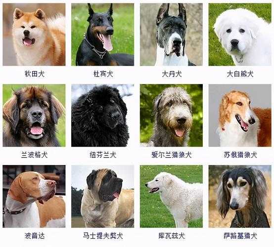 欧亚大陆犬性格特点是什么（欧亚大陆犬多少钱一只）