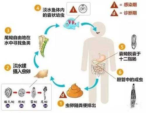 鱼寄生虫病怎么治疗（鱼寄生虫种类与防治）