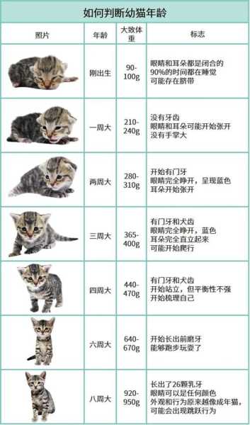 猫年龄阶段（猫的年龄周期）