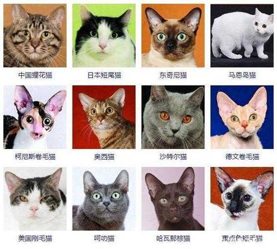 猫都有什么猫（猫都有什么猫品种图片）