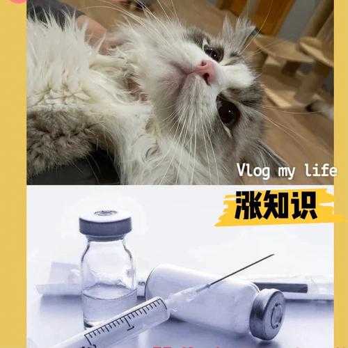 猫咪的注射和吸入式麻醉的区别（猫咪注射麻醉和呼吸麻醉哪个好）