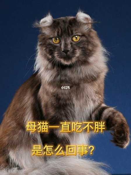 猫一直吃不胖是生病了吗（猫咪一直吃不胖为啥）