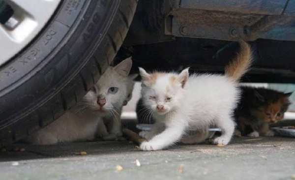 猫能不能认识回家的路（猫可以认识回家的路吗）