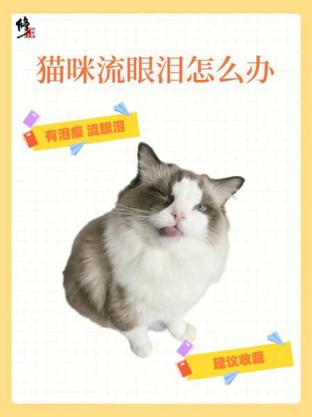 猫咪为什么一直有泪痕怎么回事（猫咪老有泪痕是怎么回事）