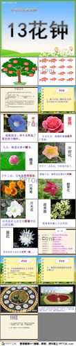 午时花小知识（午时花百度百科）