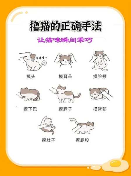 猫猫要怎么训练（猫猫怎么训练猫砂）