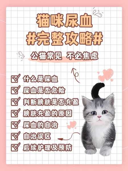 猫咪便血该怎么办（猫咪便血怎么解决）