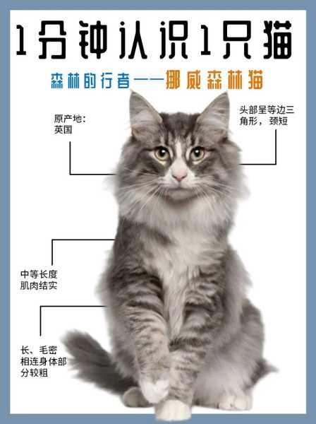 挪威森林猫怎么样（挪威森林猫多少钱一只）