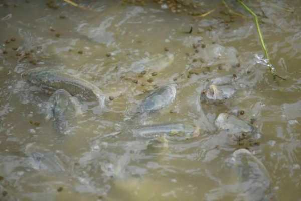 水含氧量高鱼会怎么样（水中含氧量对鱼的影响）