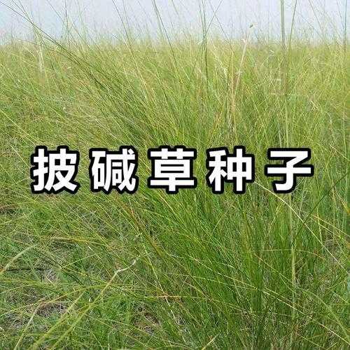 教你鉴别牧草的好与坏视频（牧草怎么样）