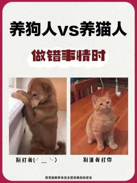 猫咪照顾狗狗（猫咪照顾狗狗的文案）