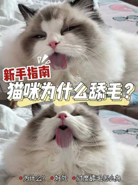 猫咪为什么经常爱舔毛毛（猫咪为什么经常爱舔毛毛呢）