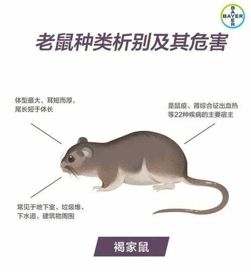 猫吃老鼠有什么好处（猫吃老鼠的坏处）