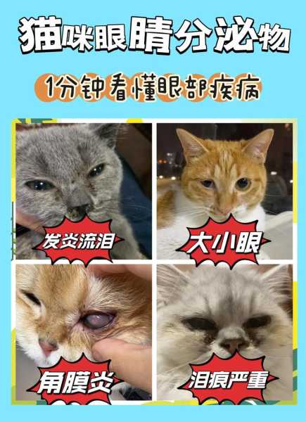 猫咪眼睛有问题怎么办啊（猫咪眼睛常见问题）