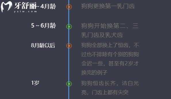 小狗什么时候开始换乳牙（小狗什么时候换乳牙跟胎毛）