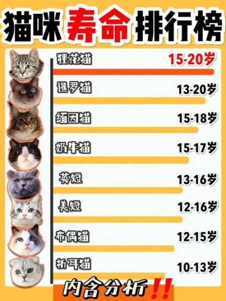 猫的气味能留多久（猫的气味能留多久不闻）