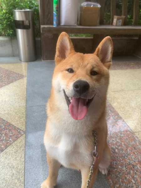 柴犬三个月喂食（三个月的柴犬饮食）