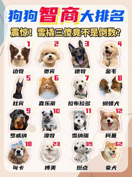 柴犬智商排名（柴犬智商排名第几）