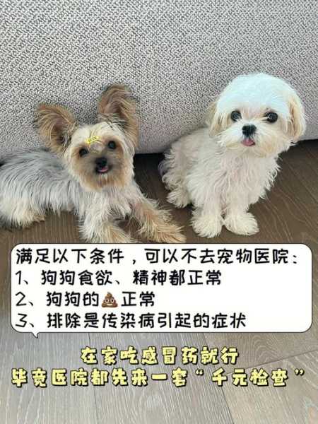 狗狗打喷嚏是什么情况?（狗狗打喷嚏代表什么意思）