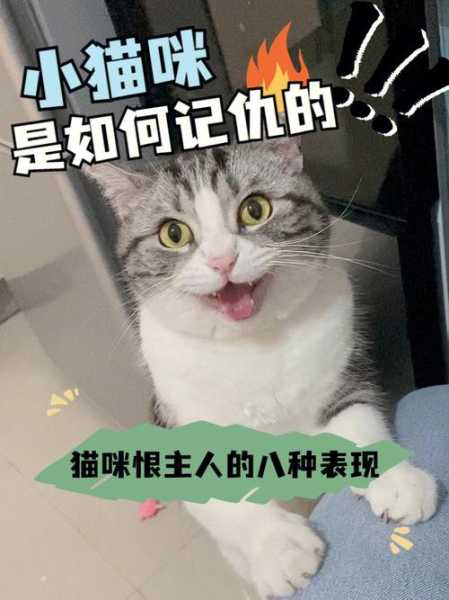 猫记仇的表现有哪些（猫咪讨厌主人的十大特征）