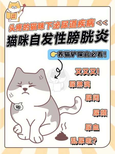 猫咪常见自发性膀胱炎吗（猫咪常见自发性膀胱炎吗女性）