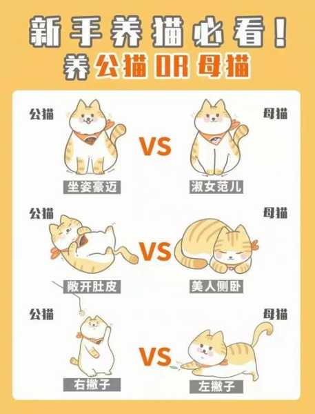 新猫和老猫怎么熟悉（新猫和老猫怎么相处）