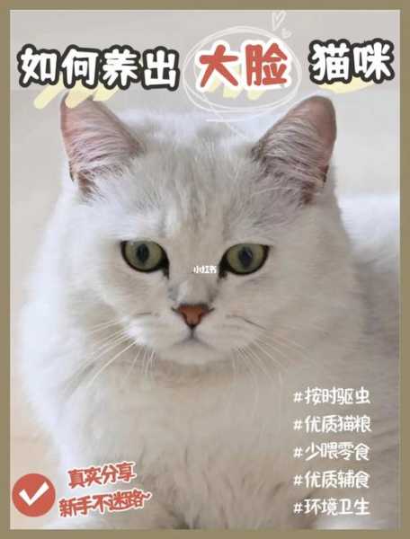 怎么才能让猫咪养成良好毛色（怎么才能让猫咪养成良好毛色的方法）