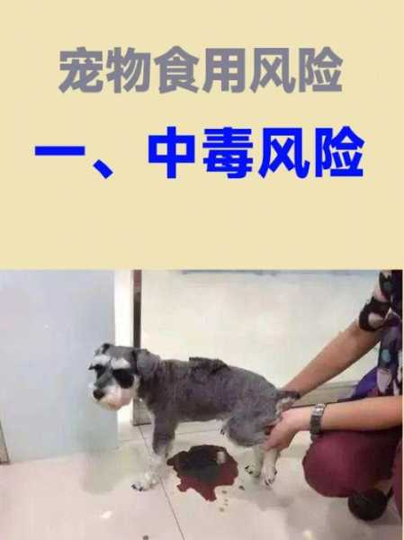 狗吃了巧克力怎么办补救（狗吃了巧克力怎么办补救视频）