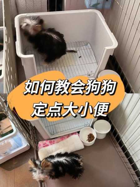 怎么训练柯基犬出外面大小便（怎样训练柯基犬在固定地方大小便）