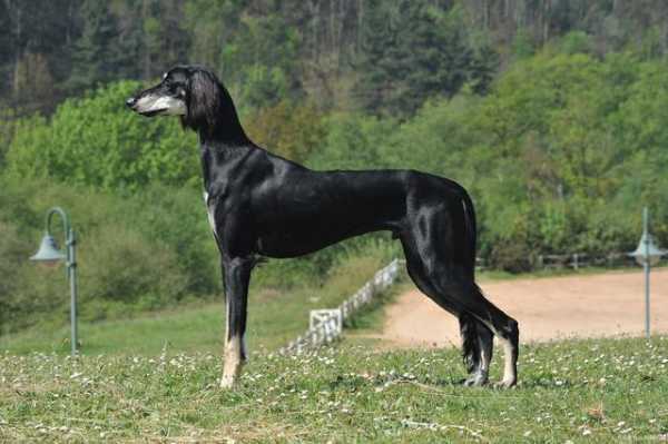 萨路基猎犬是禁养犬吗（萨路基猎犬智商排名）