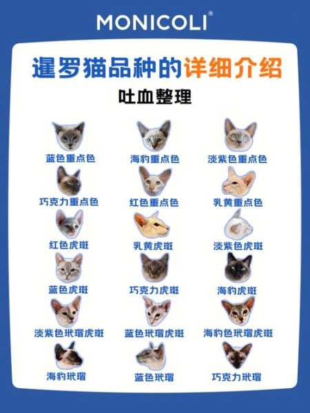 给暹罗猫取名（暹罗猫取名字）