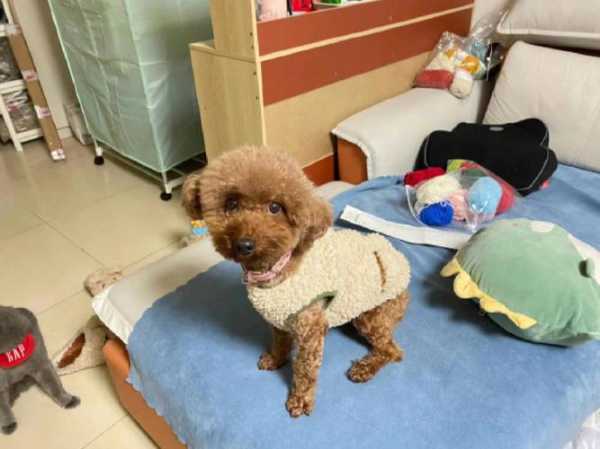 贵宾犬怀孕应该怎样护养（贵宾犬怀孕应该怎样护养呢）