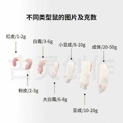 玉米蛇怎么喂长得快（玉米蛇喂食和体重比例）