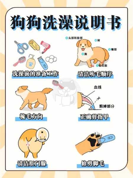 秋田犬的洗澡方法及注意事项（秋田犬如何）