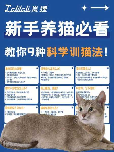 猫咪从小怎么教育（猫从小应该怎么训练）