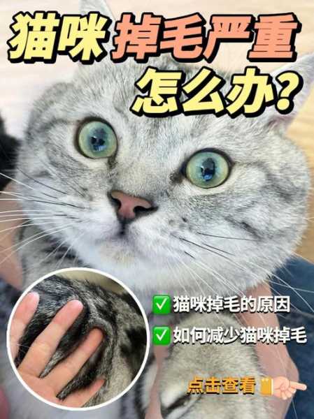 猫掉毛粘在衣服上怎么办（猫咪掉毛处理）