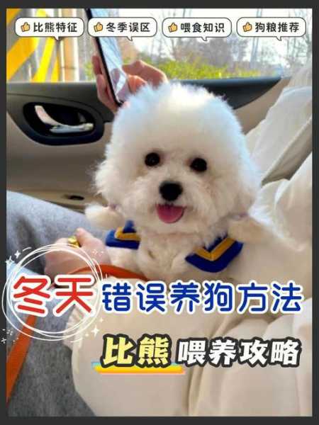 比熊犬应该如何饲养呢（比熊狗怎么养基础知识）