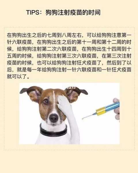 给狗注射需要注意什么（给狗注射需要注意什么细节）