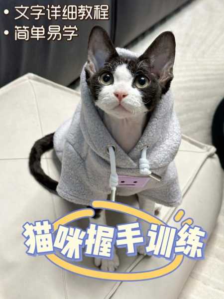 猫咪训练的几个技巧和方法（猫咪训练视频教学）