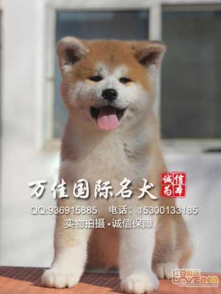 纯种秋田犬多少钱一只（中华田园犬多少钱一只幼犬）