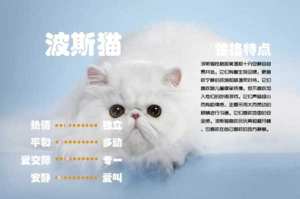 波斯猫的毛长到几个月能长好（波斯猫几个月开始发毛）