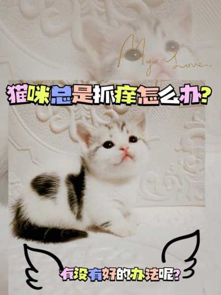 猫咪生病了该怎么办（猫咪生病了该怎么办?）