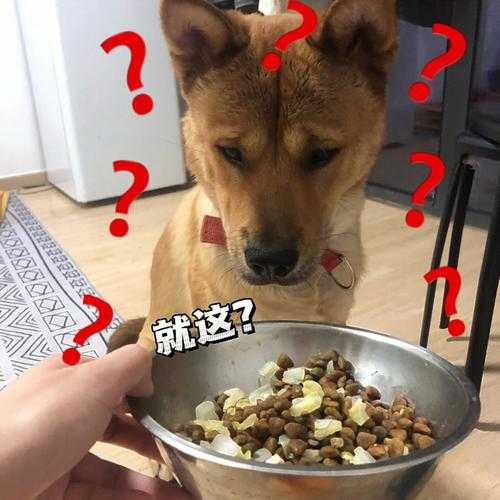 狗狗挑食只吃肉怎么办?（狗狗挑食只吃肉怎么办）