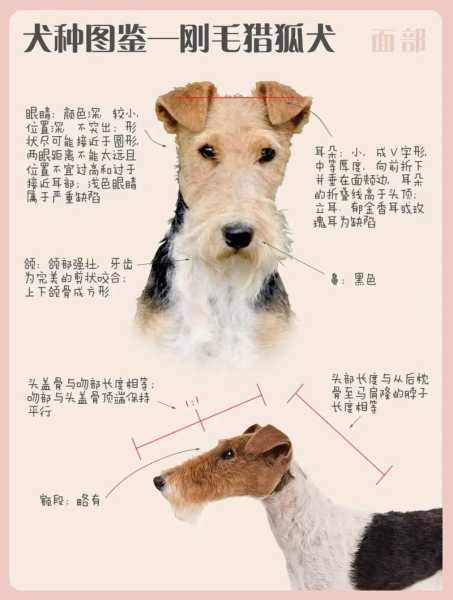 刚毛猎狐梗属于小型犬吗（刚毛猎狐梗是烈性犬吗）