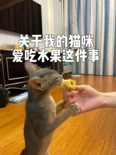 猫能吃的20种水果（小猫一摸就呼噜说明性格如何）