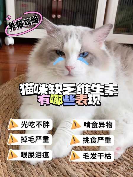 猫咪缺乏维生素a的症状（猫缺维生素会出现什么症状）