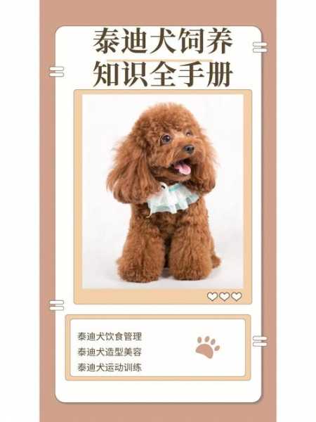 贵宾犬饲养手册（贵宾犬饲养手册电子版）